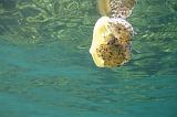 2009-09-08 13-40-10Li
